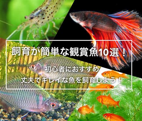 飼養魚|飼育が簡単な観賞魚10選！初心者におすすめ丈夫でキ。